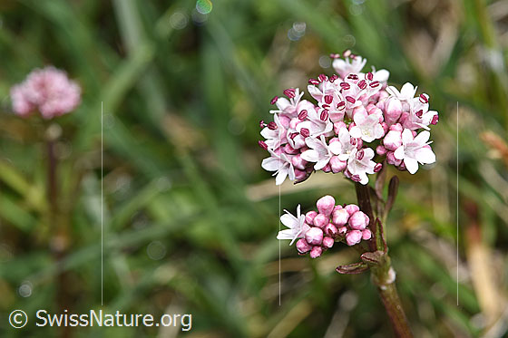 Foto: Sumpf-Baldrian (Valeriana dioica). Blüten.