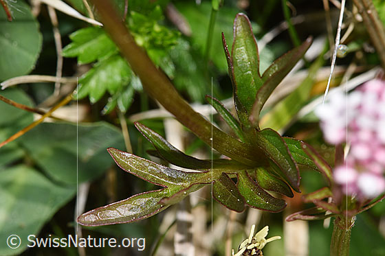 Foto: Sumpf-Baldrian (Valeriana dioica). Stängel und Blätter.
