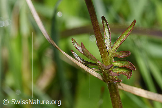 Foto: Sumpf-Baldrian (Valeriana dioica). Stängel und Stängelblätter.