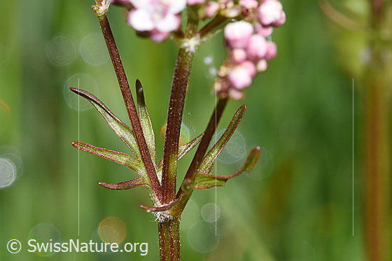 Foto: Sumpf-Baldrian (Valeriana dioica). Stängel und Blätter.