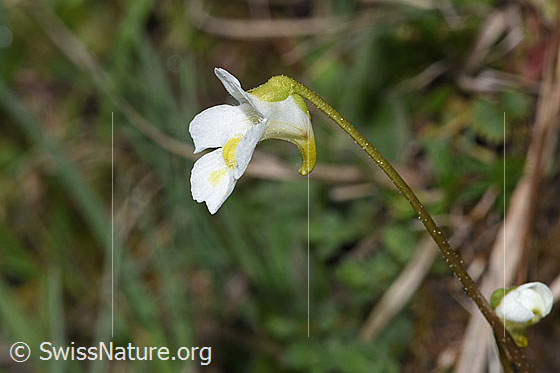 Foto: Alpen-Fettblatt (Pinguicula alpina). Blüte und Stängel. Ansicht von der Seite.