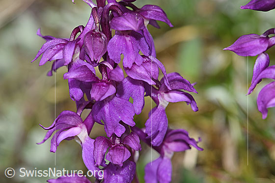 Photo: Orchis mascula. Blossoms.