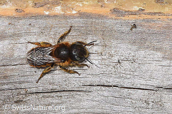 Foto: Goldene Schneckenhausbiene (Osmia aurulenta). Länge 10 - 11mm. Weibchen. Ansicht von oben.