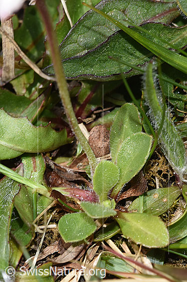 Foto: Gänseblümchen (Bellis perennis). Blätter und Stängel.