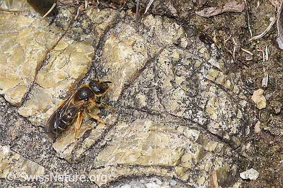Foto: Rotbeinige Furchenbiene (Halictus rubicundus). Länge 11mm. Weibchen. Ansicht von schräg oben.
