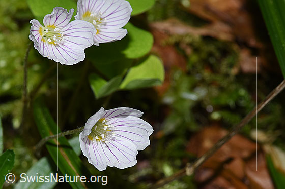 Photo: Oxalis acetosella. Blossoms.