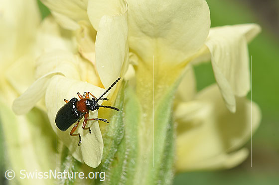 Foto: Wahrscheinlich Rothalsiges Getreidehähnchen (Oulema melanopus) an Wald-Schlüsselblume (Primula elatior). Länge 4 - 4.5mm. Wird auch Grosses Getreidehähnchen genannt. Ansicht von oben.