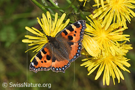 Foto: Kleiner Fuchs (Aglais urticae) auf Wiesen-Pippau (Crepis biennis). Flügel geöffnet. Ansicht von oben.