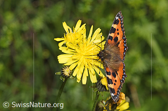 Photo: Aglais urticae on Crepis biennis. Wings open. View from top front.