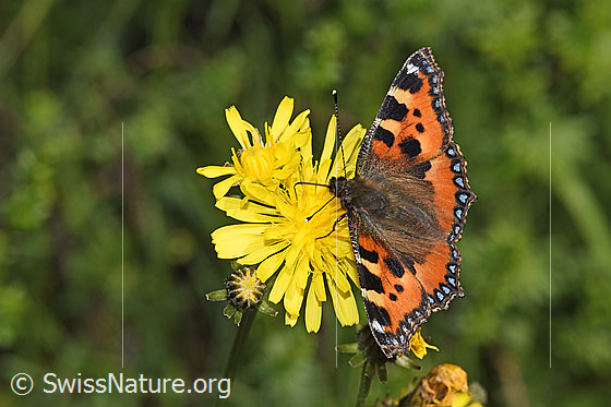 Photo: Aglais urticae on Crepis biennis. View from the front, side top.