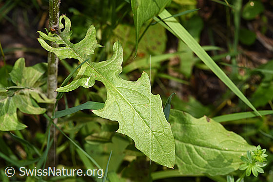 Photo: Crepis biennis. Leaf.