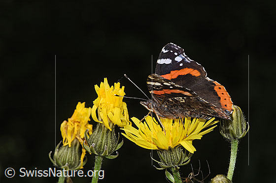 Foto: Admiral (Vanessa atalanta) auf Wiesen-Pippau (Crepis biennis). Flügel geöffnet. Ansicht von der Seite.