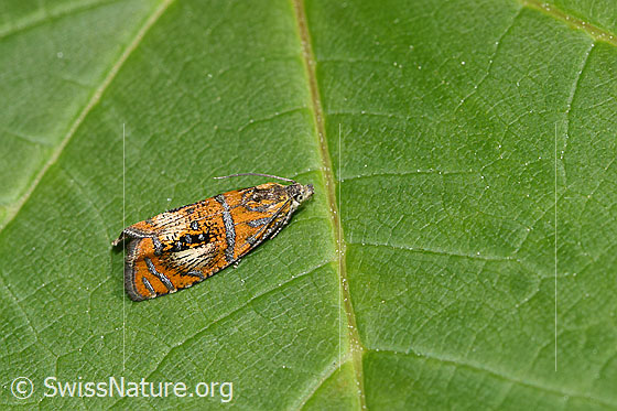 Foto: Prachtwickler (Olethreutes arcuella). Ansicht von seitlich oben.
