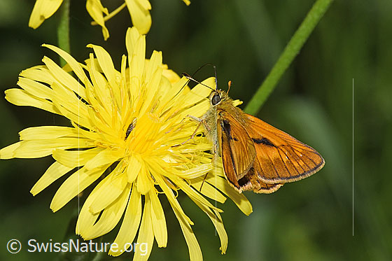 Photo: Ochlodes sylvanus auf Wiesen-Pippau (Crepis biennis). View from the side rear upper position.