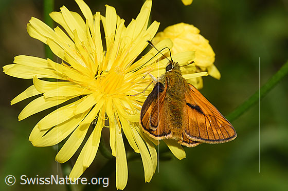 Photo: Ochlodes sylvanus on Crepis biennis. Wings open. View from behind top.