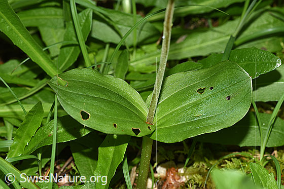 Photo: Neottia ovata. Stem and the two large leaves.