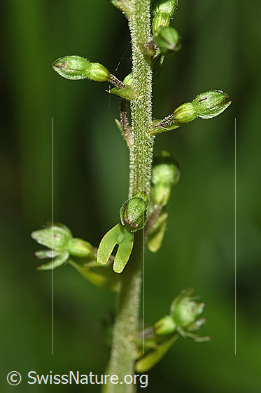 Foto: Grosses Zweiblatt (Listera ovata). Blütenstand.