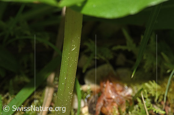 Foto: Grosses Zweiblatt (Listera ovata). Stängel unterhalb der zwei Blätter. Der Stängel ist eckig und nicht behaart.