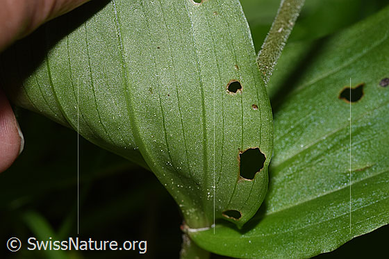 Foto: Grosses Zweiblatt (Listera ovata). Blattunterseite.