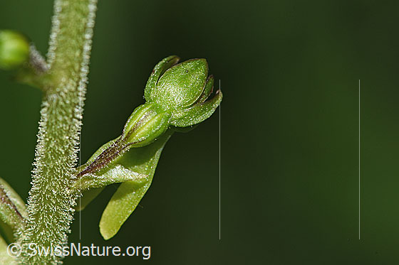 Foto: Grosses Zweiblatt (Listera ovata). Stängel und Blüte. Ansicht von schräg oben.