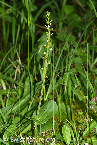 Foto: Grosses Zweiblatt (Listera ovata). Ganze Pflanze (Habitus). Höhe: 31cm.