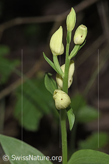 Foto: Weisses Waldvögelein (Cephalanthera damasonium). Blütenstand. Die Blüten sind noch geschlossen.
