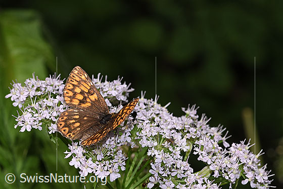 Foto: Schlüsselblumen-Würfelfalter (Hamearis lucina) auf Gebirgs-Kälberkropf (Chaerophyllum hirsutum). Flügel halb geöffnet. Ansicht von seitlich oben.