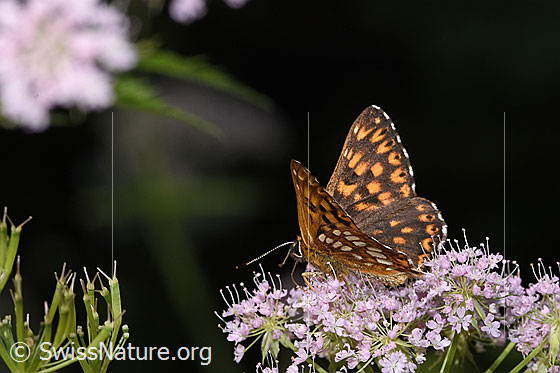 Foto: Schlüsselblumen-Würfelfalter (Hamearis lucina) auf Gebirgs-Kälberkropf (Chaerophyllum hirsutum). Flügel halb geöffnet. Ansicht von seitlich hinten oben.