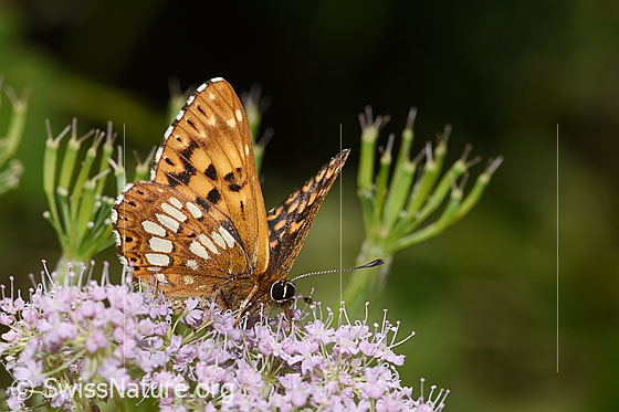 Schlüsselblumen-Würfelfalter (Hamearis lucina) auf Gebirgs-Kälberkropf (Chaerophyllum hirsutum)