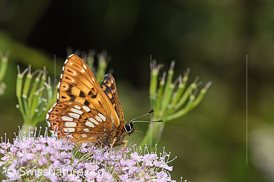 Foto: Schlüsselblumen-Würfelfalter (Hamearis lucina) auf Gebirgs-Kälberkropf (Chaerophyllum hirsutum). Flügel halb geöffnet. Ansicht von seitlich vorne.
