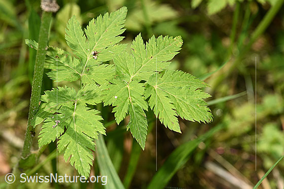 Photo: Chaerophyllum hirsutum. Leaves.