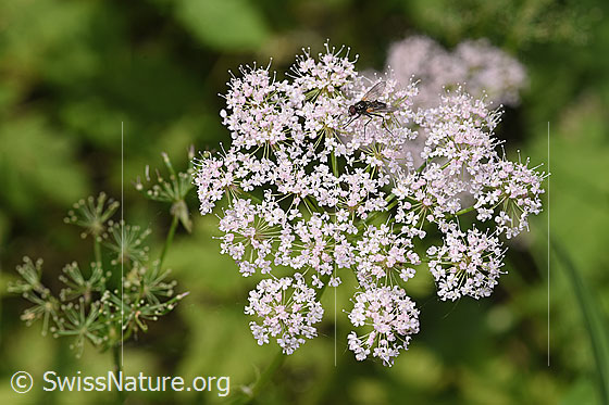 Foto: Gebirgs-Kälberkropf (Chaerophyllum hirsutum). Blütendolde.