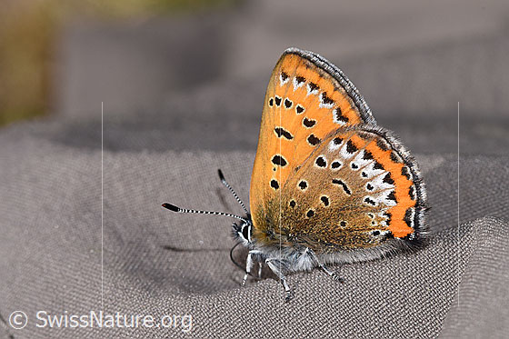 Blauschillernder Feuerfalter (Lycaena helle)