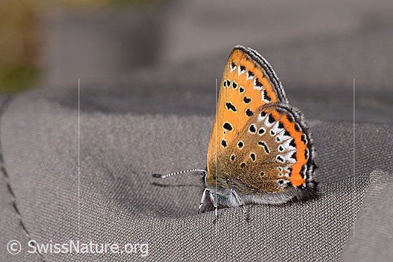 Foto: Blauschillernder Feuerfalter (Lycaena helle). Flügel geschlossen. Ansicht von der Seite.