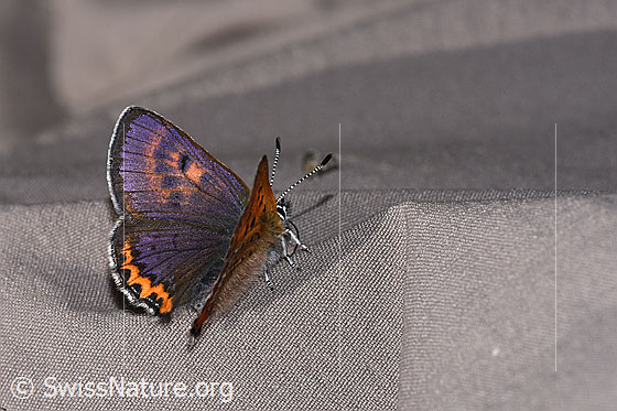Photo: Lycaena helle. Wings half open. View from the side rear upper position.