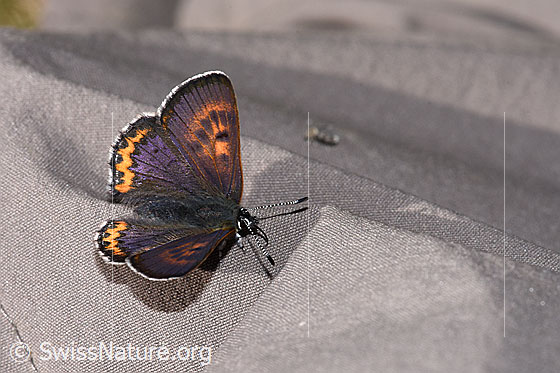 Foto: Blauschillernder Feuerfalter (Lycaena helle). Flügel geöffnet. Ansicht von schräg oben.
