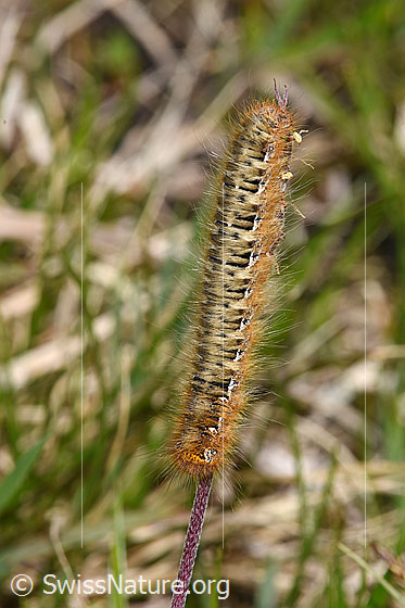 Photo: Lasiocampa quercus. Length: 40mm. View from above.