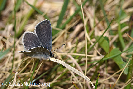 Photo: Cupido minimus. Wings half open. View from the front top side..