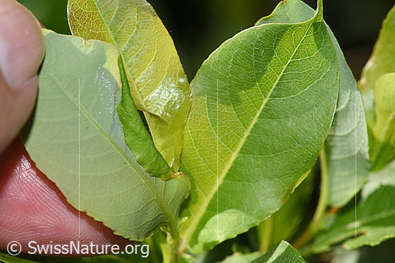 Foto: Wahrscheinlich Sal-Weide (Salix caprea). Blattunterseite und Blattoberseite.