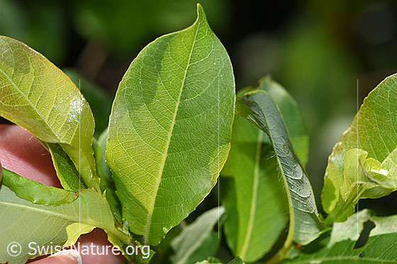 Foto: Wahrscheinlich Sal-Weide (Salix caprea). Blattoberseite.