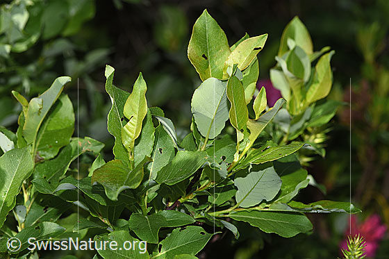 Photo: Probably Salix caprea. Twigs and leaves.
