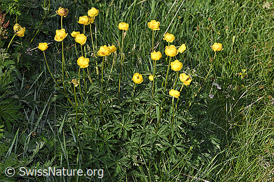 Foto: Trollblume (Trollius europaeus). Ganze Pflanze (Habitus).