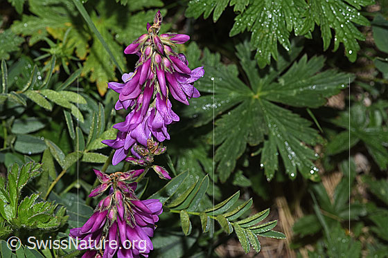Alpen-Süssklee (Hedysarum hedysaroides)