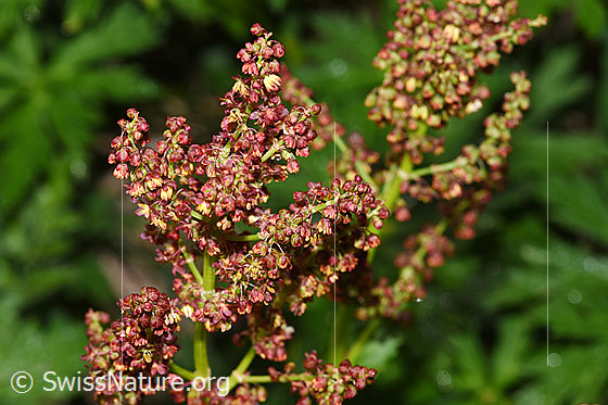 Foto: Berg-Sauerampfer (Rumex alpestris). Blüten.