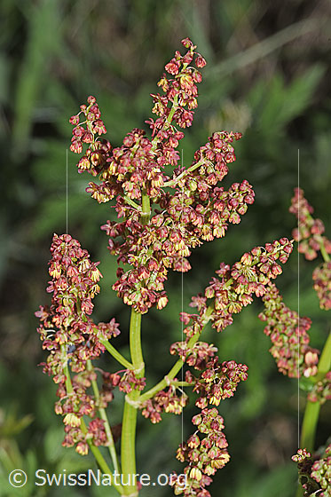 Foto: Berg-Sauerampfer (Rumex alpestris). Blüten und Stängel.
