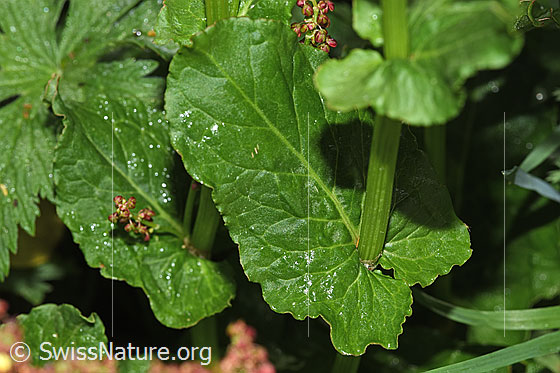 Foto: Berg-Sauerampfer (Rumex alpestris). Stängel und Stängelblatt.