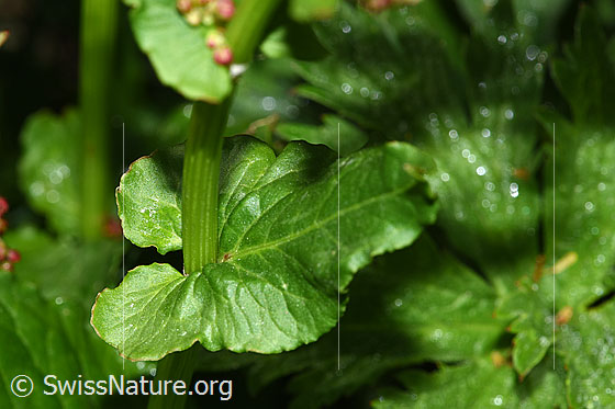 Foto: Berg-Sauerampfer (Rumex alpestris). Stängel und Stängelblatt.