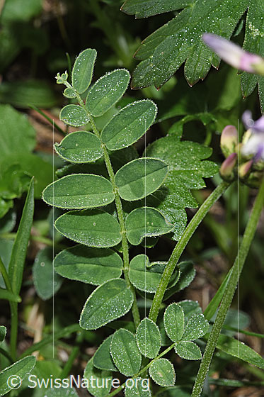 Foto: Alpen-Tragant (Astragalus alpinus). Blätter.