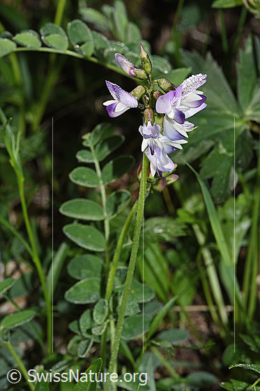 Photo: Astragalus alpinus. Whole plant (habiti). Height: 14cm.