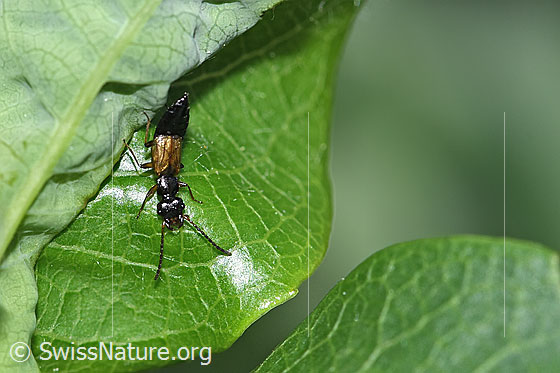 Foto: Anthophagus alpinus (Kurzflügler). Länge 3 - 4mm. Weibchen. Ansicht von oben.